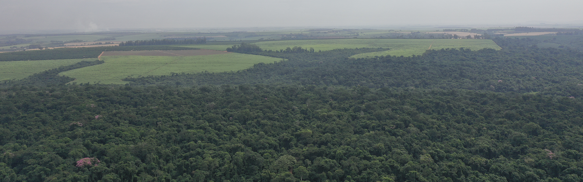 Biodiversity Conservation Program for Mata da Virginia